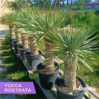 Jukka Rostrata
